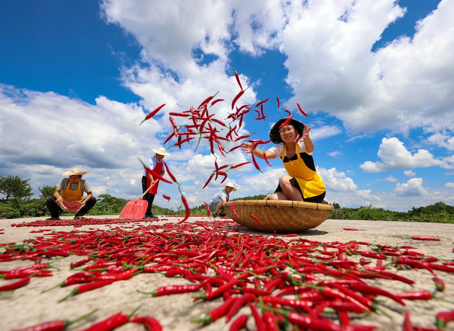 Des villageois font sécher des piments dans le village de Baodong de la préfecture autonome Miao et Dong de Qiandongnan, dans la province chinoise du Guizhou (sud-ouest), le 13 ao?t 2022. (Photo : Hu Panxue)