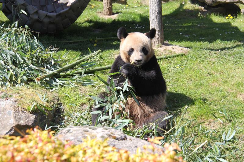 Une visite au?panda géant Yuan Meng dans le?ZooParc?de Beauval en France