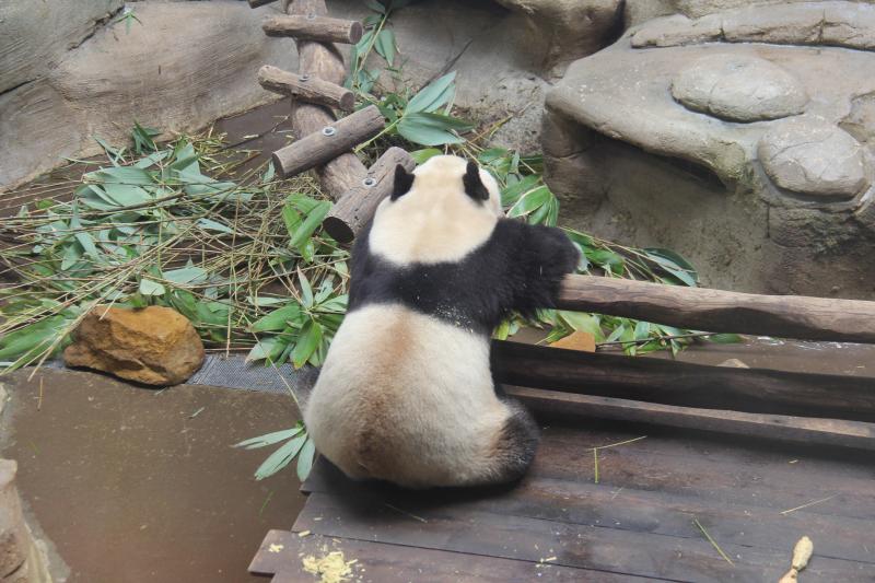 Une visite au?panda géant Yuan Meng dans le?ZooParc?de Beauval en France