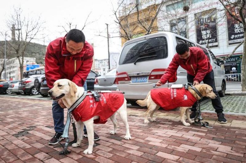 Liaoning?: comment?le Centre chinois de formation de chiens guides d'aveugles de?Dalian facilite la vie des malvoyants