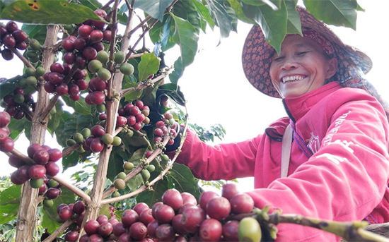 Des producteurs de café cueillent des fruits de café m?rs. (Yan Sanka / Le Quotidien du Peuple en ligne)