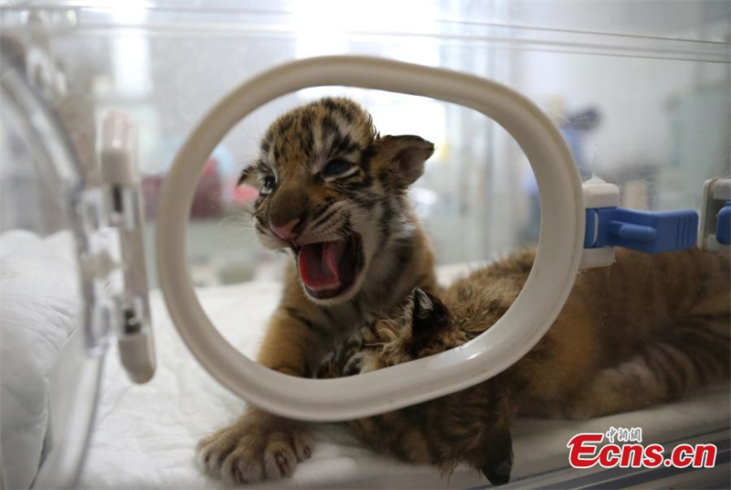 Des bébés quintuplés de tigre vont rencontrer le public à Chongqing