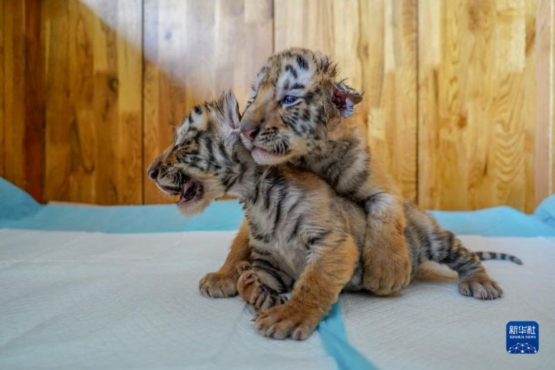 Heilongjiang : les tigres entrent dans leur période de reproduction au parc des tigres de Sibérie