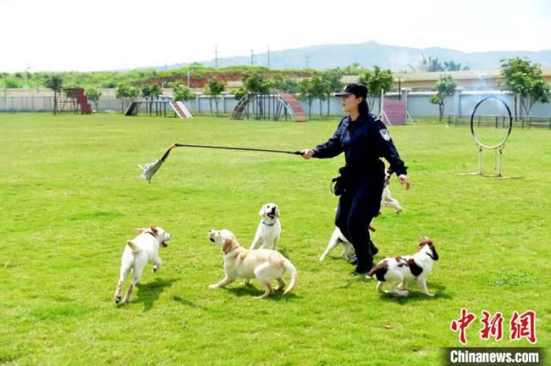 Guangxi : des élèves participent à un entra?nement avec des chiens policiers