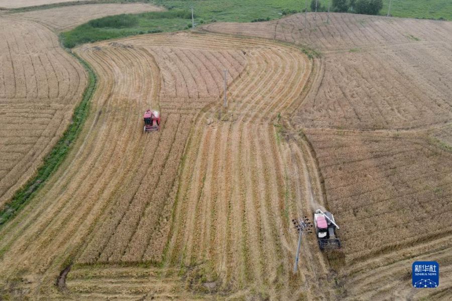 Anhui :?la récolte estivale bat son plein?à Wuhu