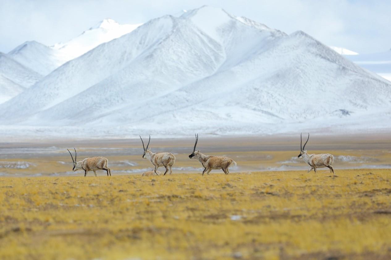 La Chine va écrire de nouvelles histoires sur l'harmonie entre l'humanité et la nature