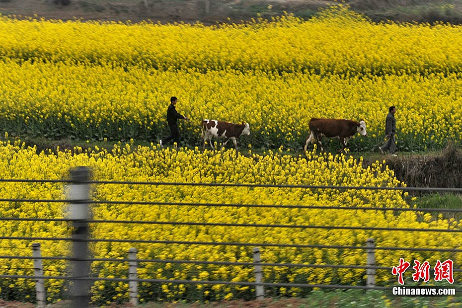 (Photo / China News Service)