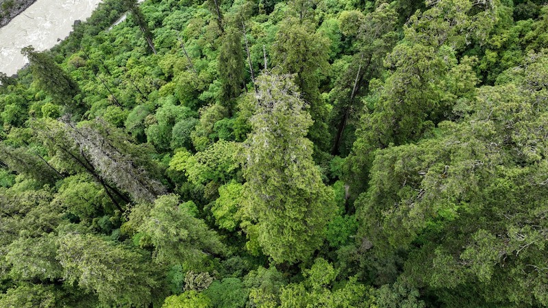 La découverte d'un cyprès géant pulvérise le record de l'arbre le plus haut de Chine