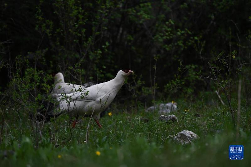 Qinghai : les sources des Trois Fleuves en été