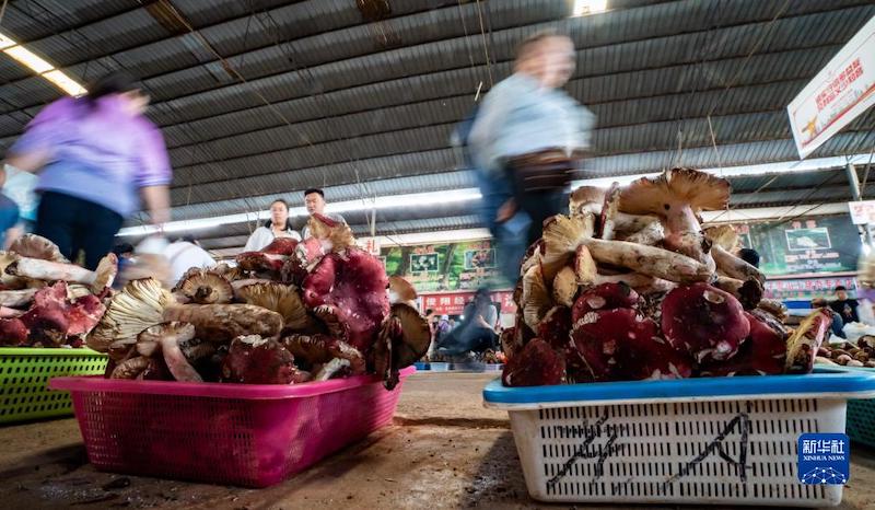 Yunnan: Les champignons sauvages inondent le marché