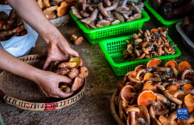 Yunnan: Les champignons sauvages inondent le marché