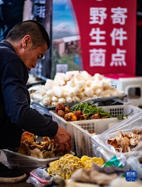 Yunnan: Les champignons sauvages inondent le marché