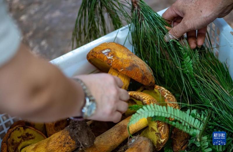 Yunnan: Les champignons sauvages inondent le marché