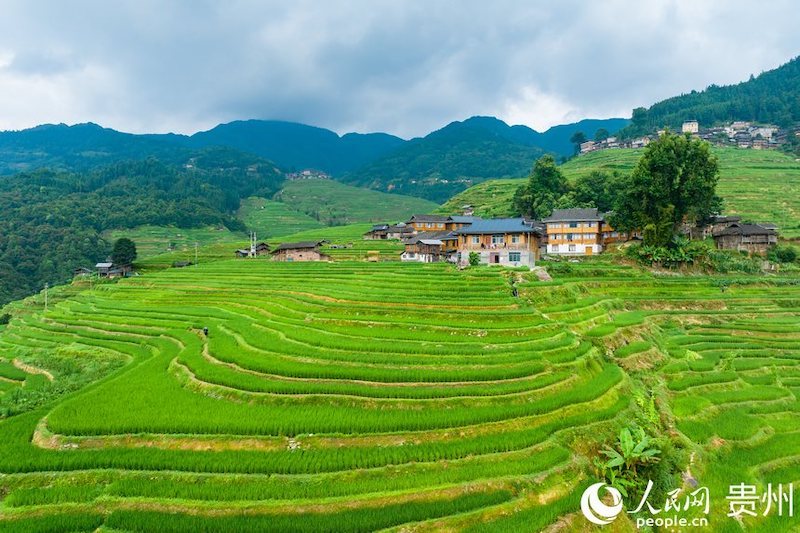 Guizhou: les champs en terrasses pittoresques dans les montagnes à Jiabang