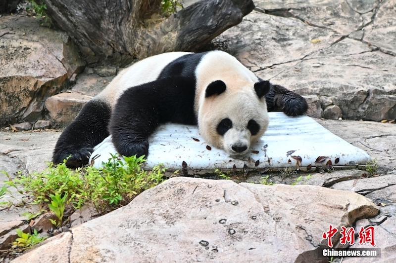 Guangdong : les pandas géants ont des moyens ? cool?? de lutter contre la chaleur estivale