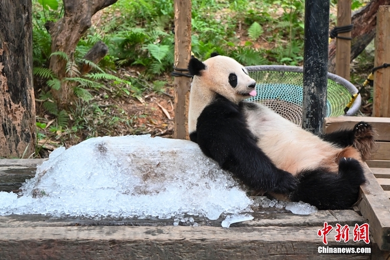 Guangdong : les pandas géants ont des moyens ? cool?? de lutter contre la chaleur estivale