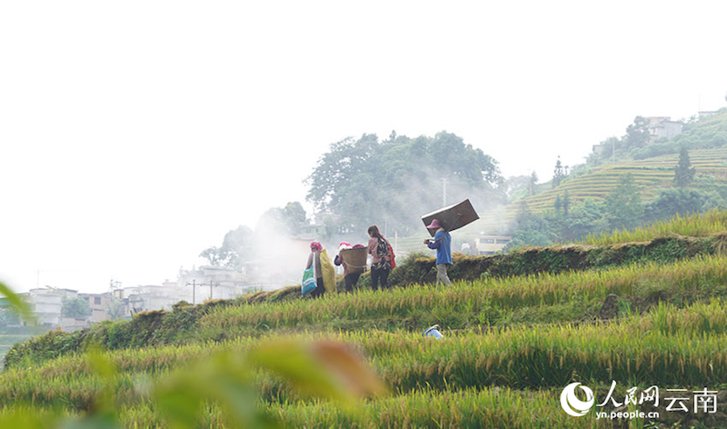 Yunnan : aussi beau qu'un tableau?! Le parfum du riz, témoin de la récolte de centaines d'hectares de terrasses à Luchun