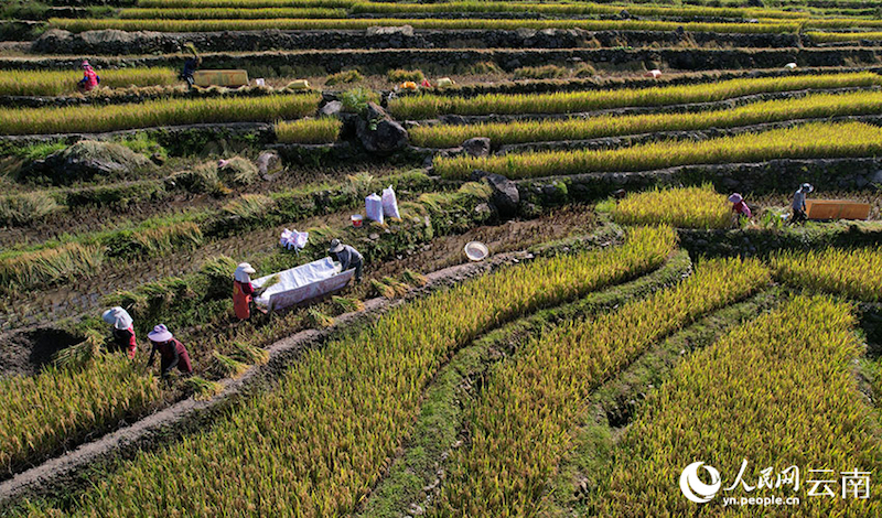 Yunnan : aussi beau qu'un tableau?! Le parfum du riz, témoin de la récolte de centaines d'hectares de terrasses à Luchun