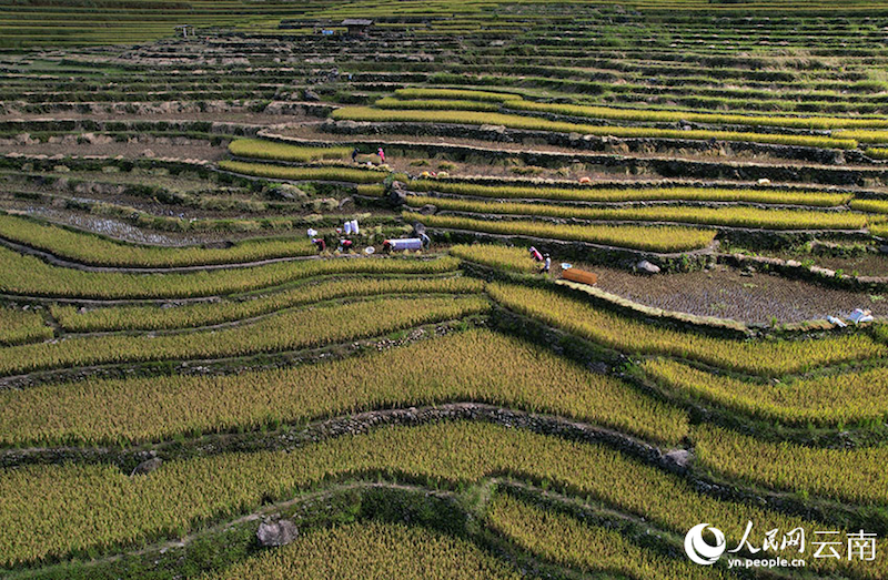 Yunnan : aussi beau qu'un tableau?! Le parfum du riz, témoin de la récolte de centaines d'hectares de terrasses à Luchun