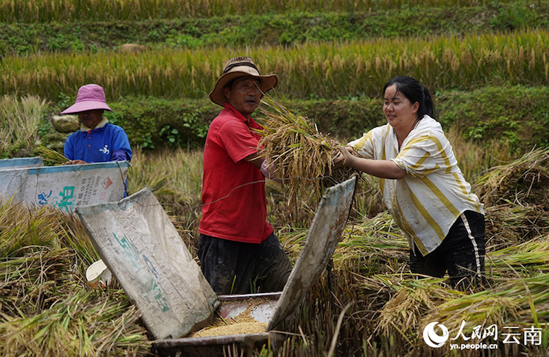 Yunnan : aussi beau qu'un tableau?! Le parfum du riz, témoin de la récolte de centaines d'hectares de terrasses à Luchun