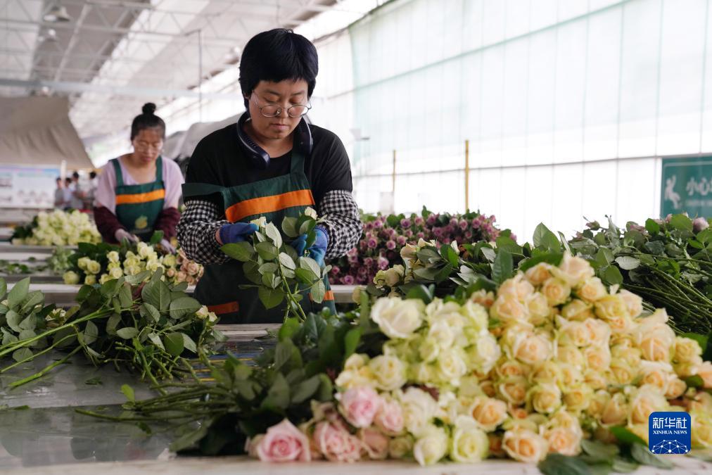 Les roses du Gansu sont vendues dans tout le pays