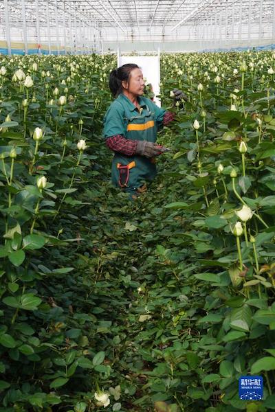 Les roses du Gansu sont vendues dans tout le pays