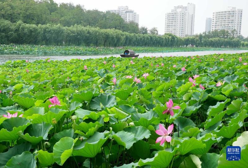 Hebei : les fleurs de lotus attirent les touristes