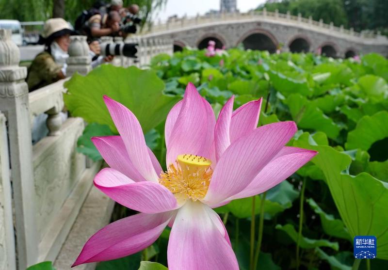 Hebei : les fleurs de lotus attirent les touristes