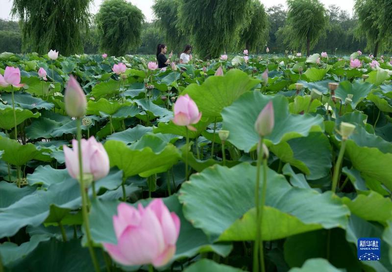 Hebei : les fleurs de lotus attirent les touristes