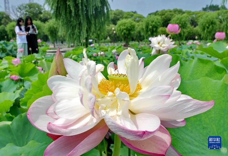 Hebei : les fleurs de lotus attirent les touristes