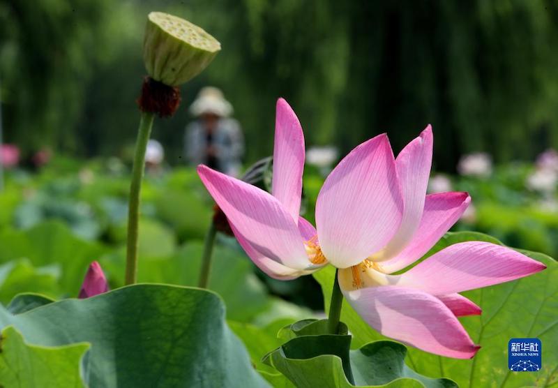 Hebei : les fleurs de lotus attirent les touristes