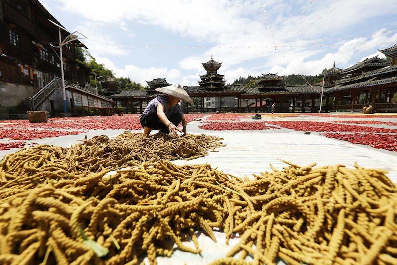 Guizhou : l'aire pour de séchage des cultures de Jinping, comme une peinture colorée