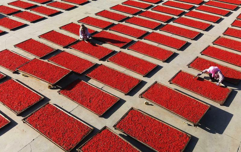 Gansu : la récolte abondante de goji à Zhangye