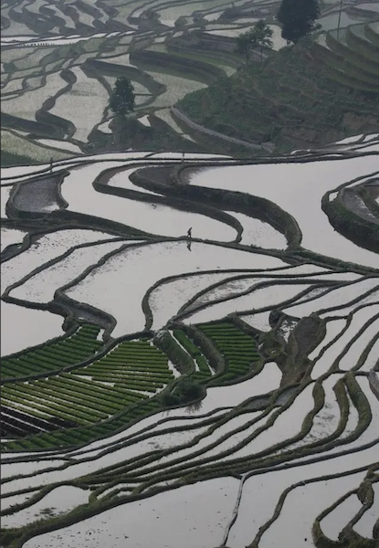 Yunnan : les rizières en terrasses Hani de Honghe, un berceau de la civilisation