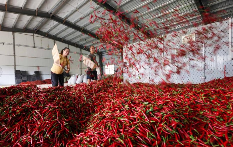 Un aper?u de l'agriculture d'automne en Chine