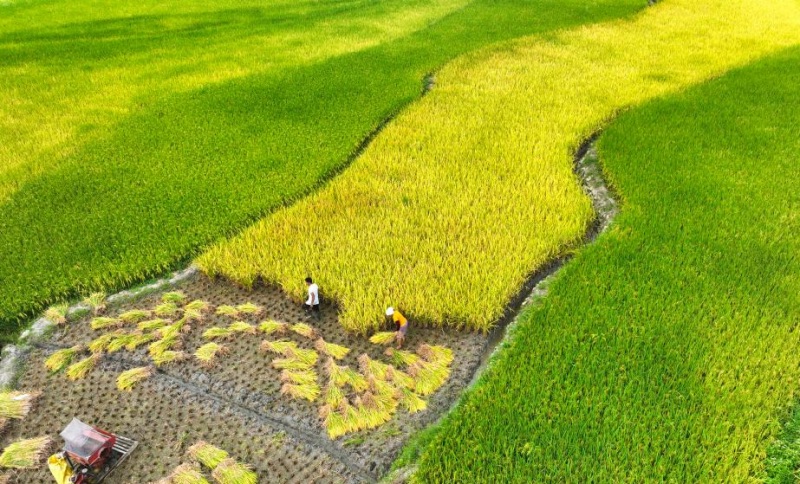 Un aper?u de l'agriculture d'automne en Chine