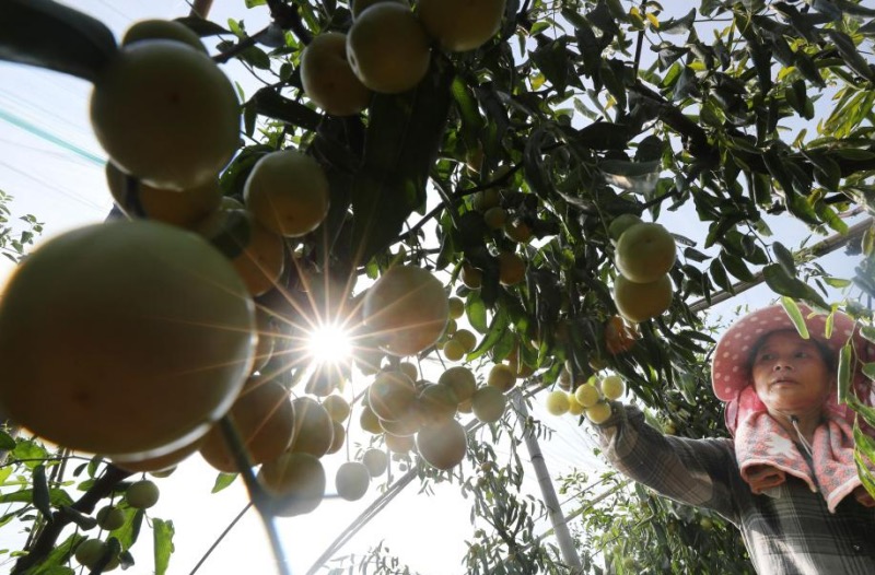 Un aper?u de l'agriculture d'automne en Chine