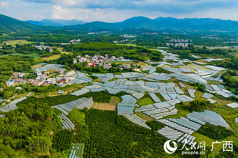 Le raisin shine muscat contribue à l'amélioration de la vie des villageois du Guangxi