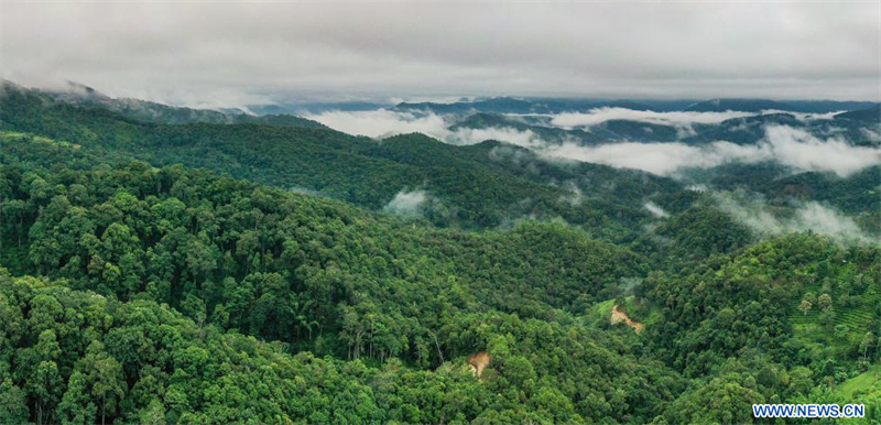 Les forêts anciennes de théiers à Pu'er en Chine classées au patrimoine mondial