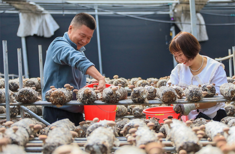 Henan : scènes de récolte dans un village de campagne du comté de Lushi en automne