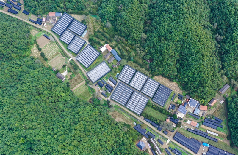 Henan : scènes de récolte dans un village de campagne du comté de Lushi en automne