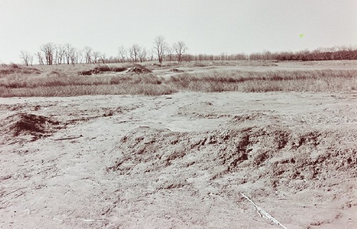 Naguère, le Marais des cerfs sauvages était un endroit désert. (Département de la communication du comité de la ville de Yancheng)