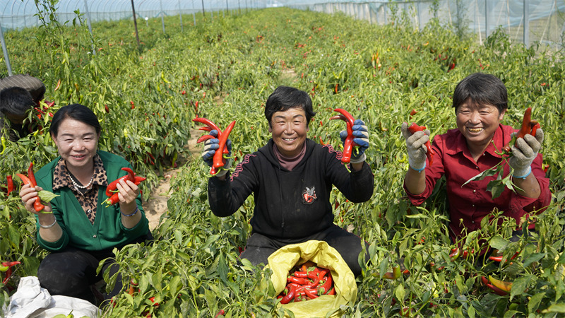 Shaanxi : les piments génèrent de la richesse pour le comté de Jingbian