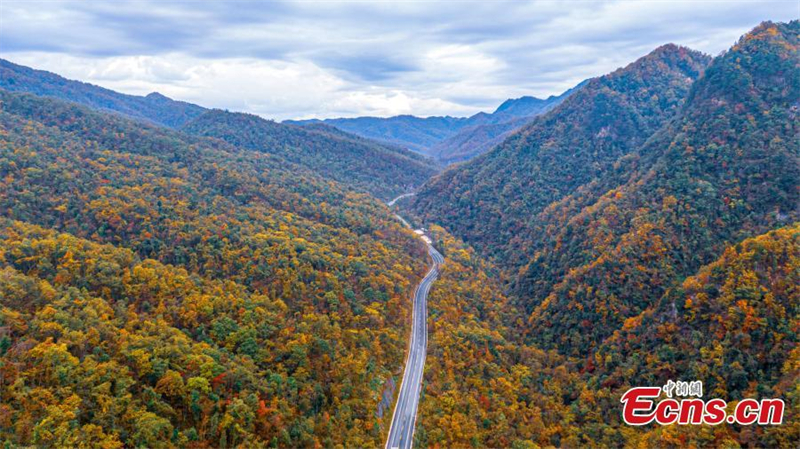 Hubei : les couleurs de l'automne enflamment le Parc national de Shengnongjia