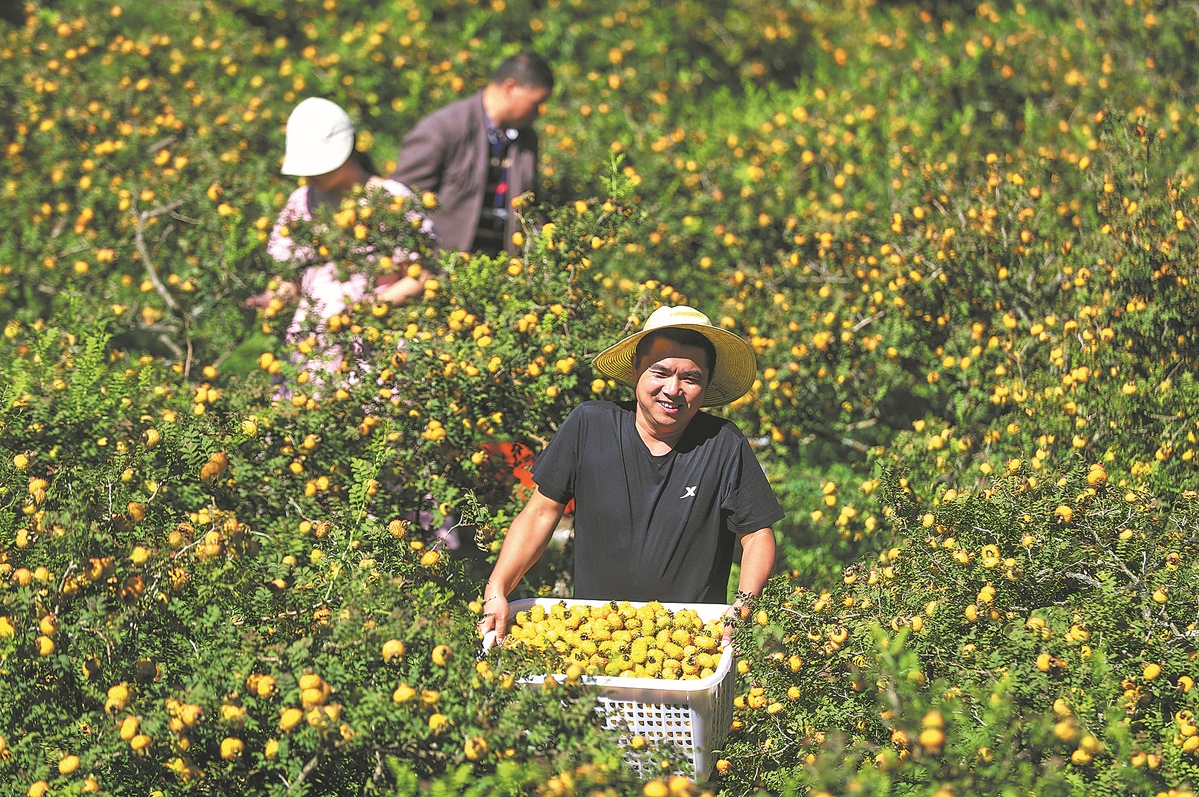 Des agriculteurs récoltent les fruits du rosier chataigne dans le village de Xiangcha situé dans le comté de Longli dans la province du Guizhou. (Yuan Fuhong / China Daily)