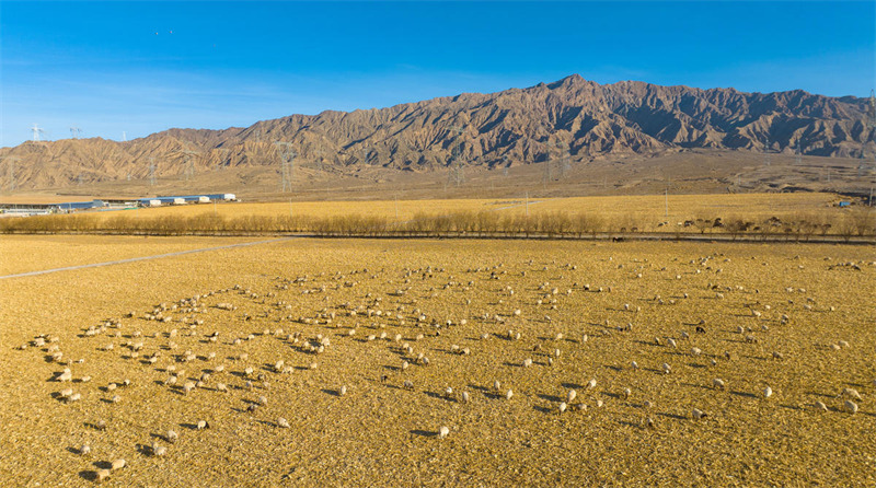 Gansu : l'affermage de la terre pour le paturage de 200 000 têtes de bétail