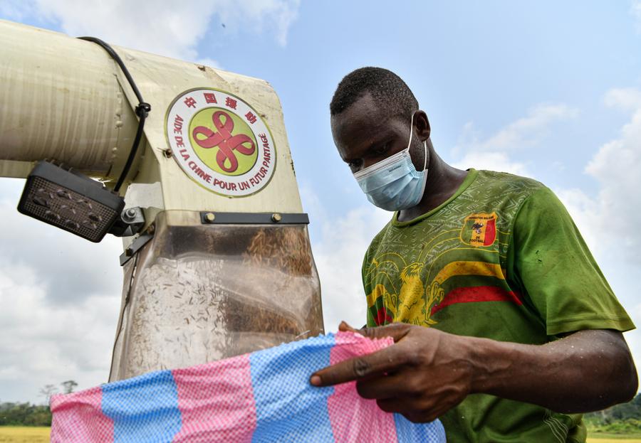 Un agriculteur emballe du riz paddy nouvellement récolté dans la zone hydroagricole de Guiguidou, à Divo, en C?te d'Ivoire, le 8 janvier 2024. (Xinhua/Han Xu)