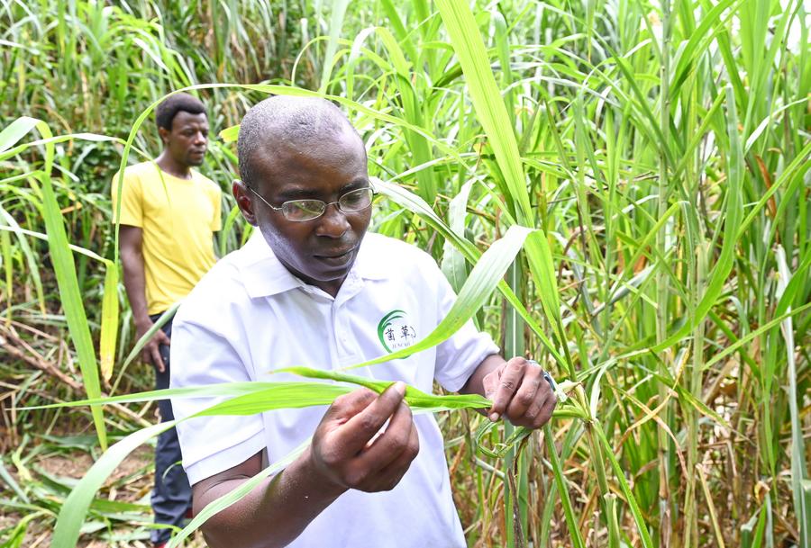 Un étudiant nigérian observe l'herbe Juncao, à Fuzhou, dans la province du Fujian (est de la Chine), le 12 ao?t 2021. (Xinhua/Lin Shanchuan)