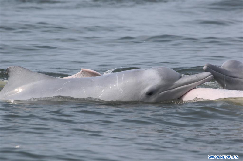 Le lien environnemental entre une scientifique fran?aise et les dauphins blancs de Chine