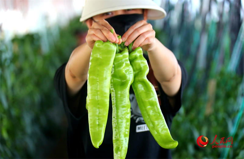 Henan : l'industrie mara?chère ouvre le ? parapluie de la richesse ? aux masses à Shawo